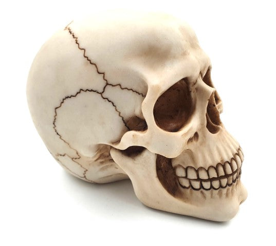 Figura decorativa de calavera de 15 cm de poliéster con opción de grabado personalizado